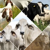 Veterinary Handbook Premium Mod