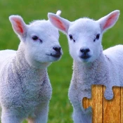 Animal Jigsaw Puzzle Game Kids Game Cheats