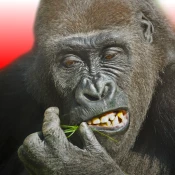 Flying Gorilla Game Cheats