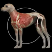 Dog Anatomy: Canine 3D No Ads Premium