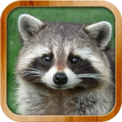 Kids Learn About Animals Cheat Codes