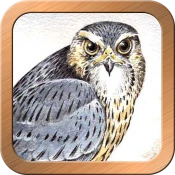 Druid Oracle Cards No Ads Premium