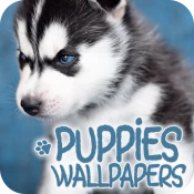Puppies Wallpapers in 4K Premium Mod