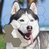 Jigsaw Hexa Block Cheat Codes